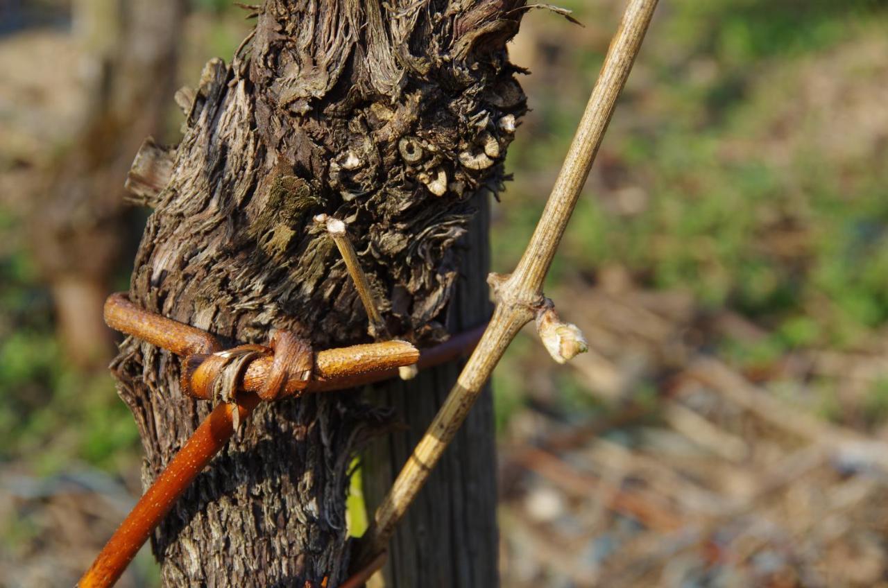 Weingut Weich Otel Riol Dış mekan fotoğraf